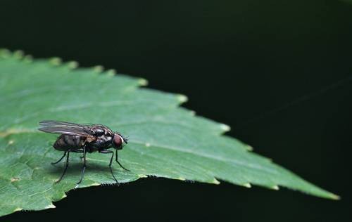 DSC07489
Фотограф: Сергей Буркацкий

Просмотров: 484
Комментариев: 0