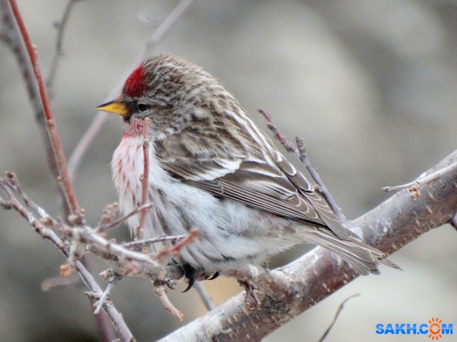 DSC03600

Просмотров: 574
Комментариев: 0