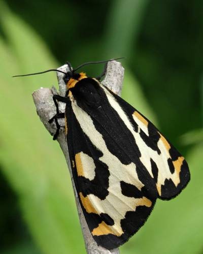 DSC00204
Фотограф: Сергей Буркацкий

Просмотров: 384
Комментариев: 0