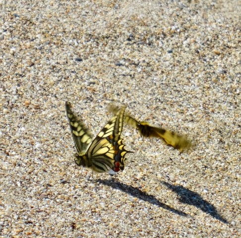 DSC03713
Фотограф: Сергей Буркацкий

Просмотров: 656
Комментариев: 0