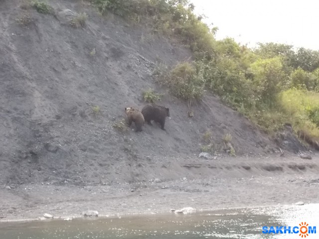 Медведи

Просмотров: 4051
Комментариев: 0