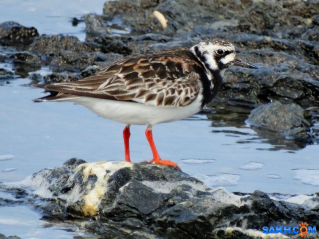 Камнешарка

Просмотров: 709
Комментариев: 3