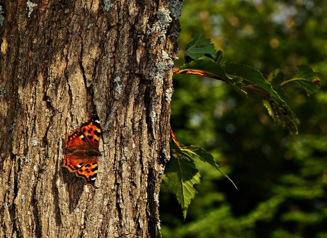 ***
Фотограф: Сергей Буркацкий

Просмотров: 580
Комментариев: 0