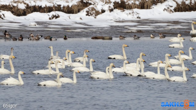 малый тундровый лебедь и лебедь кликун

Просмотров: 322
Комментариев: 0