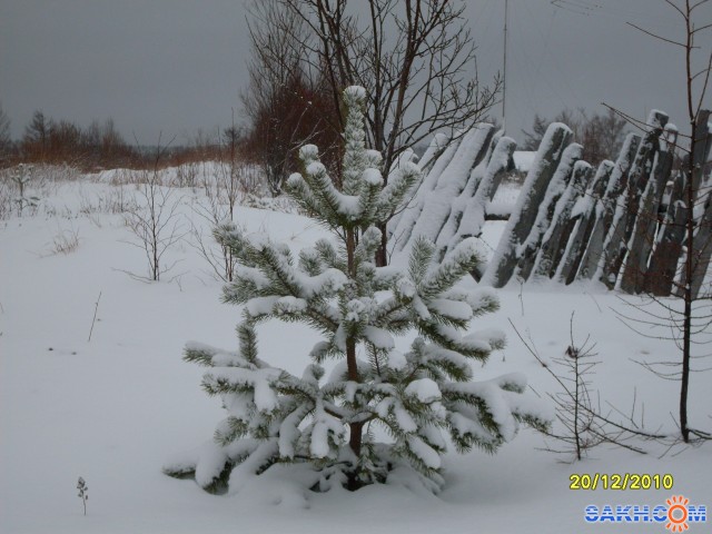 Ёлочка-сосёночка...
Фотограф: Maricha

Просмотров: 6511
Комментариев: 0