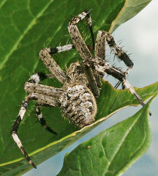 DSC02705
Фотограф: Сергей Буркацкий

Просмотров: 562
Комментариев: 0