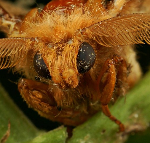 DSC01979
Фотограф: Сергей Буркацкий

Просмотров: 502
Комментариев: 0