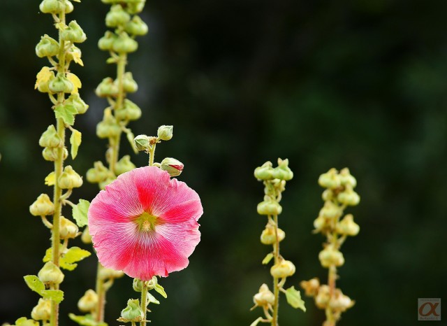 ***
Фотограф: Сергей Буркацкий

Просмотров: 863
Комментариев: 0