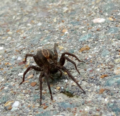 DSC04087
Фотограф: Сергей Буркацкий

Просмотров: 663
Комментариев: 0