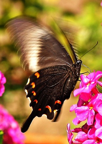 ***
Фотограф: Сергей Буркацкий

Просмотров: 645
Комментариев: 0