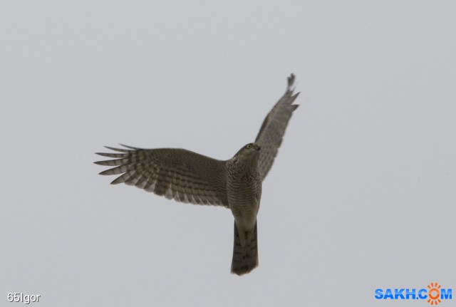 ястреб перепелятник

Просмотров: 540
Комментариев: 0