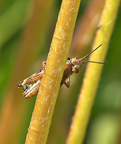 ***
Фотограф: Сергей Буркацкий

Просмотров: 768
Комментариев: 0