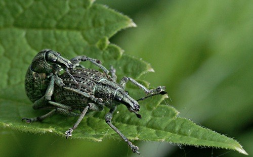 DSC07514
Фотограф: Сергей Буркацкий

Просмотров: 695
Комментариев: 0