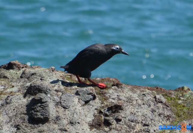 чистик очковый
Сахалин.Макаровский р-н

Просмотров: 1143
Комментариев: 0