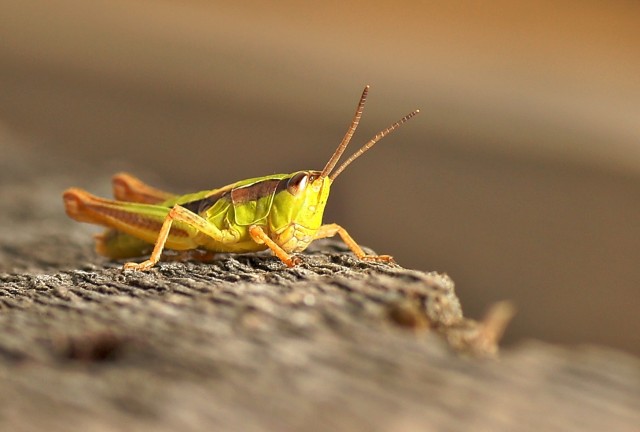 ***
Фотограф: Сергей Буркацкий

Просмотров: 1036
Комментариев: 0