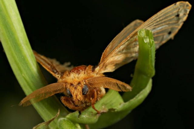 DSC01984
Фотограф: Сергей Буркацкий

Просмотров: 435
Комментариев: 0