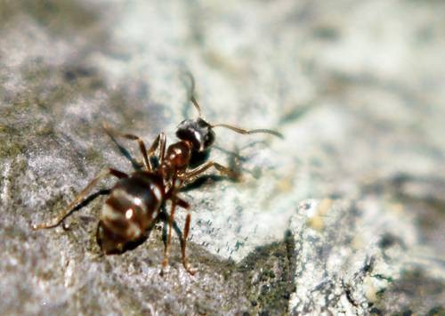 DSC05373
Фотограф: Сергей Буркацкий

Просмотров: 387
Комментариев: 0