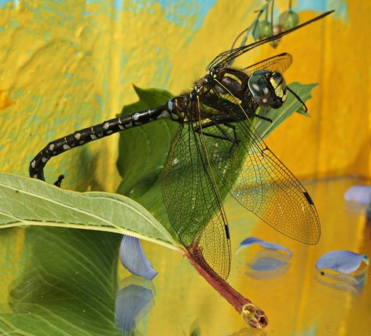 DSC02398
Фотограф: Сергей Буркацкий

Просмотров: 687
Комментариев: 1