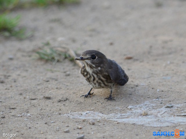 мухоловка пестрогрудая ?

Просмотров: 725
Комментариев: 1