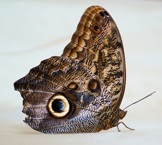 ***
Фотограф: Сергей Буркацкий

Просмотров: 698
Комментариев: 0