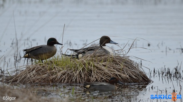 шилохвость и чирки
05 22

Просмотров: 348
Комментариев: 0