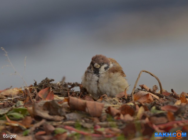 воробей полевой

Просмотров: 455
Комментариев: 0