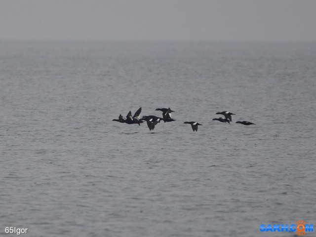 турпаны
07 04 18анива,песчанское

Просмотров: 1209
Комментариев: 0