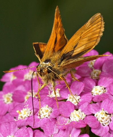 DSC01915
Фотограф: Сергей Буркацкий

Просмотров: 642
Комментариев: 1