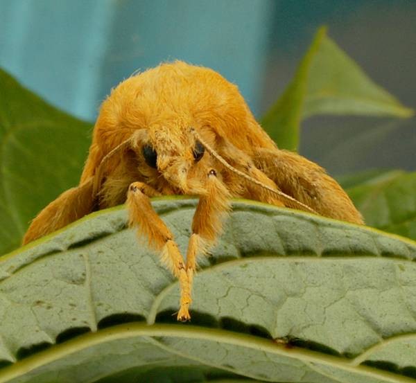 DSC02474
Фотограф: Сергей Буркацкий

Просмотров: 424
Комментариев: 0