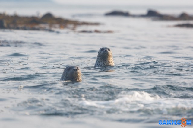 3

Просмотров: 524
Комментариев: 0