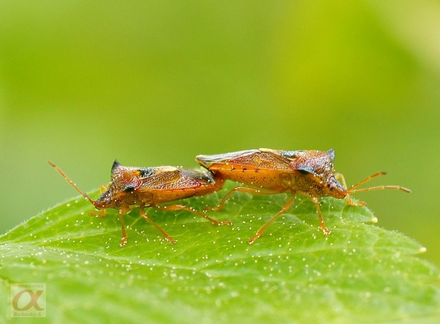 ***
Фотограф: Сергей Буркацкий

Просмотров: 911
Комментариев: 2