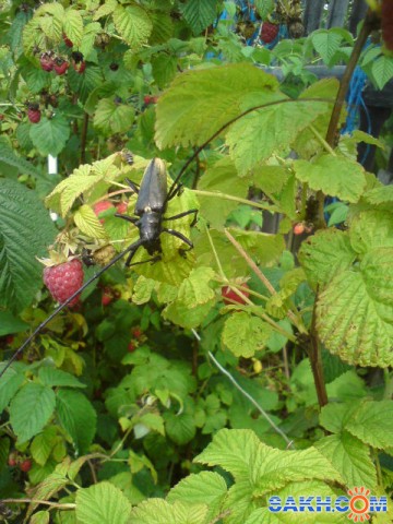 Усач на малине устроился!
Фотограф: mrnsin

Просмотров: 6915
Комментариев: 0