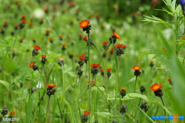 Ястребиночка оранжево-красная
Фотограф: NIK

Просмотров: 2361
Комментариев: 0