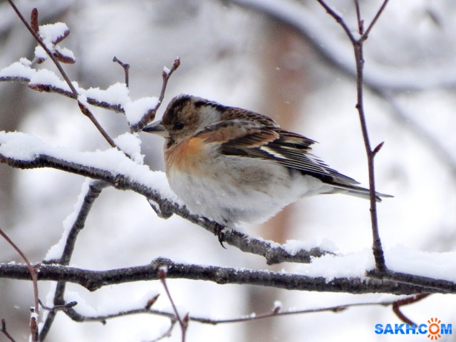 Юрок

Просмотров: 709
Комментариев: 1