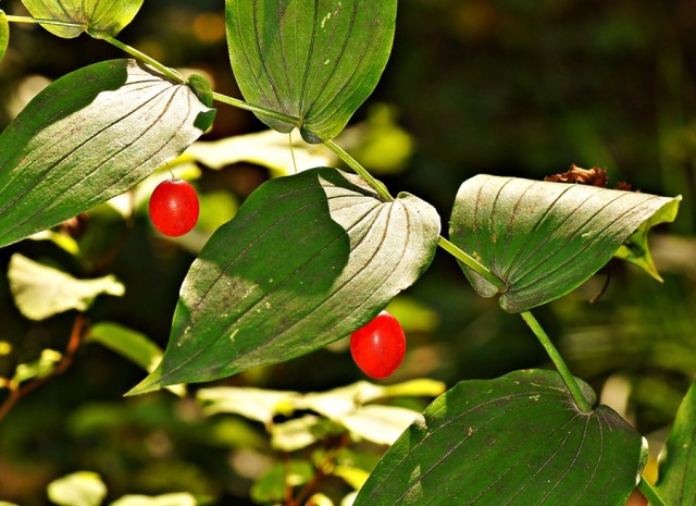 ***
Фотограф: Сергей Буркацкий

Просмотров: 667
Комментариев: 0