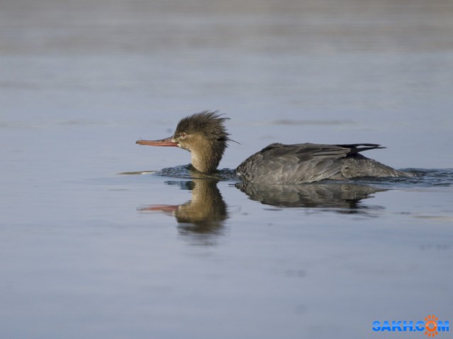 крохаль

Просмотров: 714
Комментариев: 0