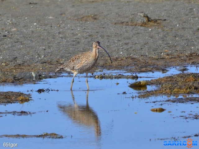 большой кроншнеп
Сахалин,Охотское

Просмотров: 954
Комментариев: 1
