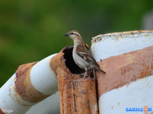 воробей рыжий(самка)
на пороге дома(в трубе живут)

Просмотров: 798
Комментариев: 0