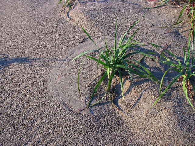 Ветер рисует круги на песке, используя как кисти листья жесткого пырея...