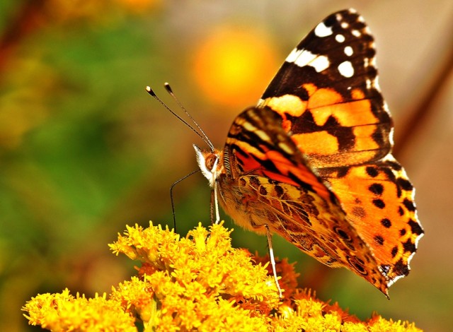 ***
Фотограф: Сергей Буркацкий

Просмотров: 631
Комментариев: 0