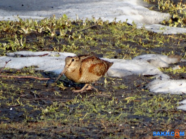 DSC03670_м

Просмотров: 619
Комментариев: 0