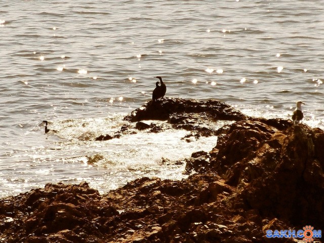 Море,солнце, двое, третий лишний. Весна однако!
Фотограф: Фотохроник

Просмотров: 2097
Комментариев: 0