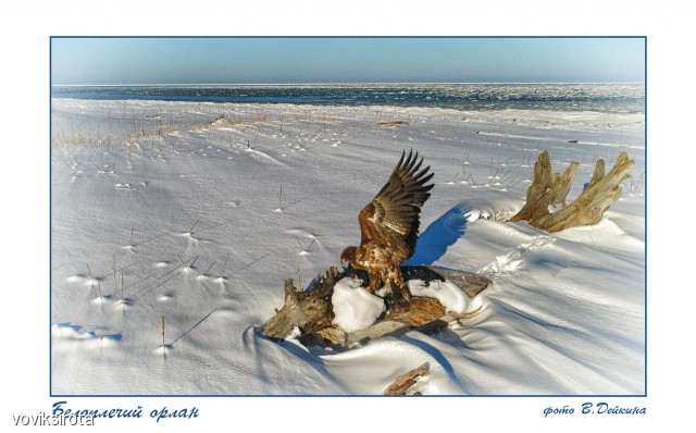 Белоплечий орлан
Фотограф: В.Дейкин

Просмотров: 3203
Комментариев: 1