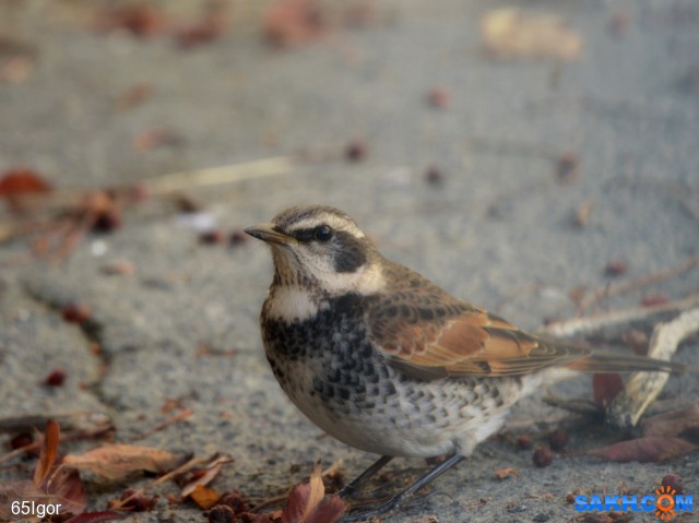 бурый дрозд

Просмотров: 467
Комментариев: 0