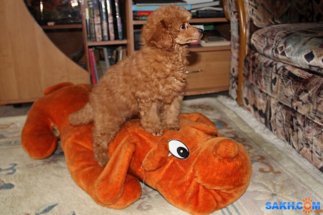 С Годом желтой собаки!

Просмотров: 960
Комментариев: 0