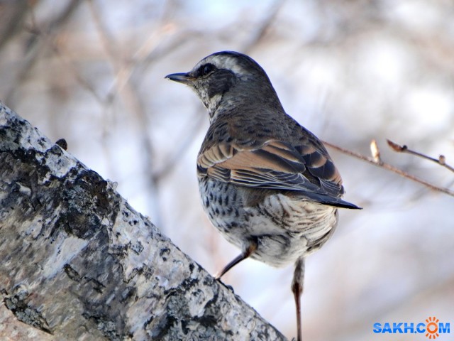 DSC05975_н

Просмотров: 348
Комментариев: 0