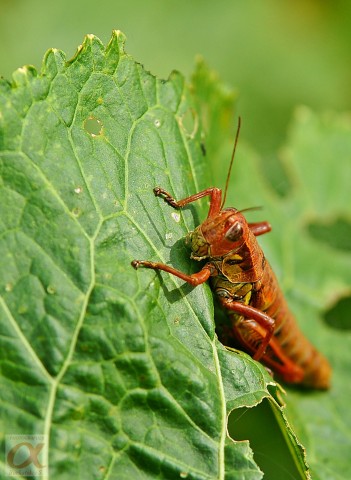 ***
Фотограф: Сергей Буркацкий

Просмотров: 775
Комментариев: 0