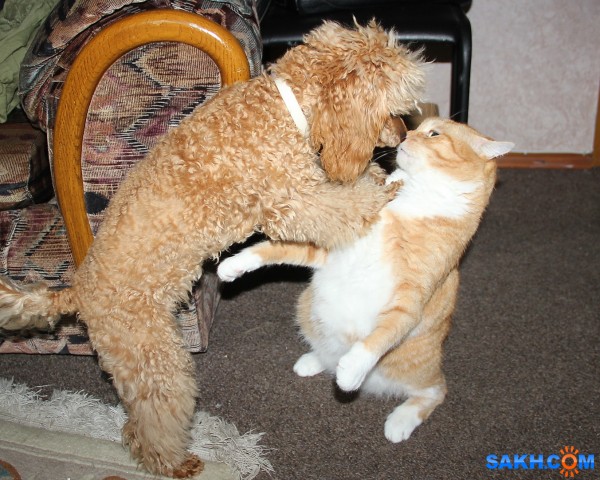 Дай поцелую

Просмотров: 902
Комментариев: 6