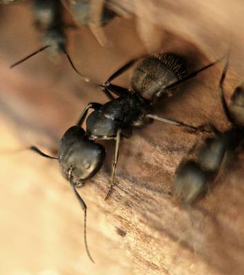 DSC05475
Фотограф: Сергей Буркацкий

Просмотров: 351
Комментариев: 0