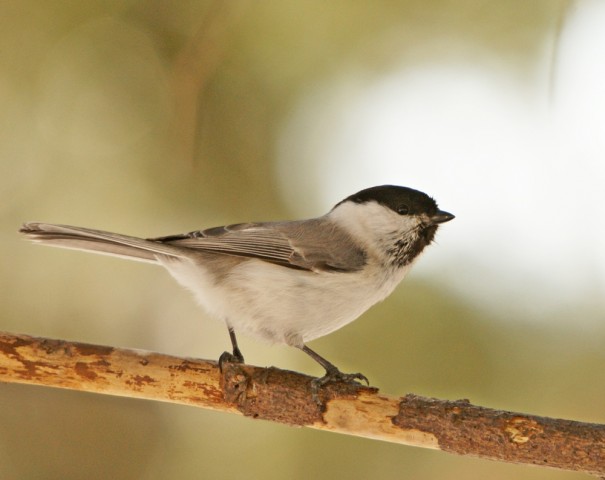 DSC08731
Фотограф: Сергей Буркацкий

Просмотров: 854
Комментариев: 0